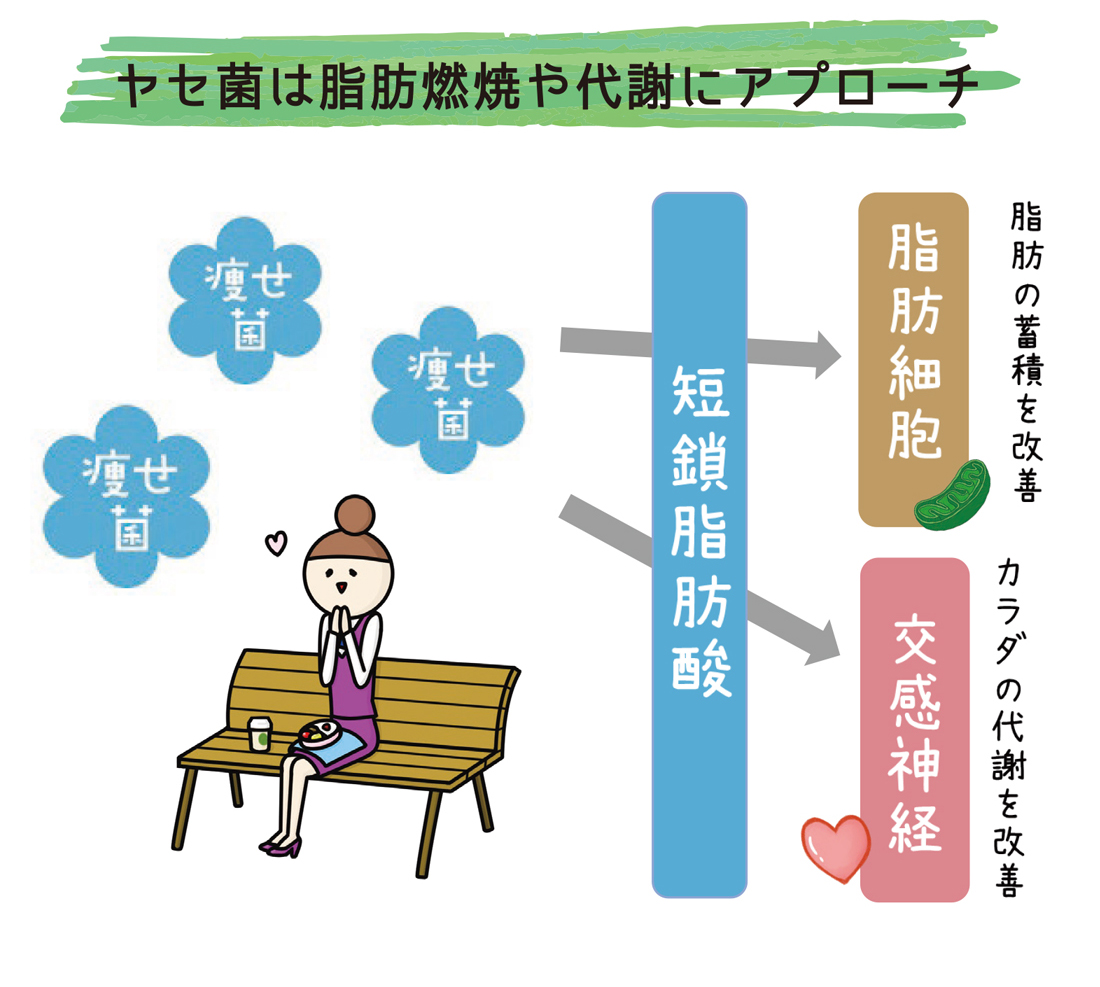 ヤセ菌は脂肪燃焼や代謝にアプローチ