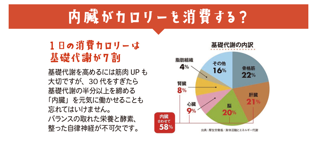 内臓がカロリーを消費する？